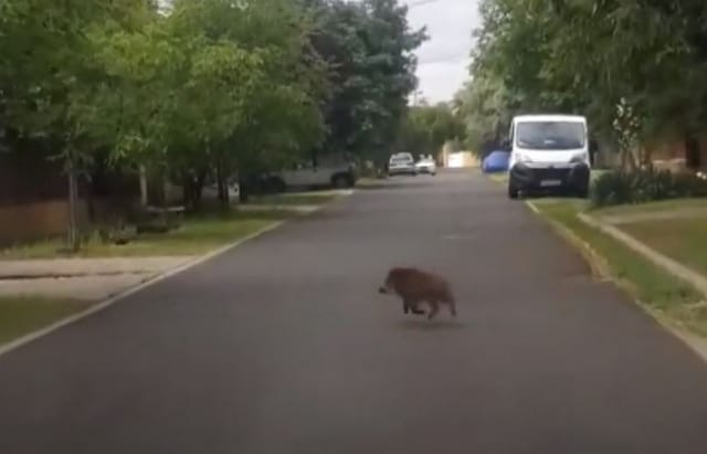 Vaddisznó szaladgált Budapesten