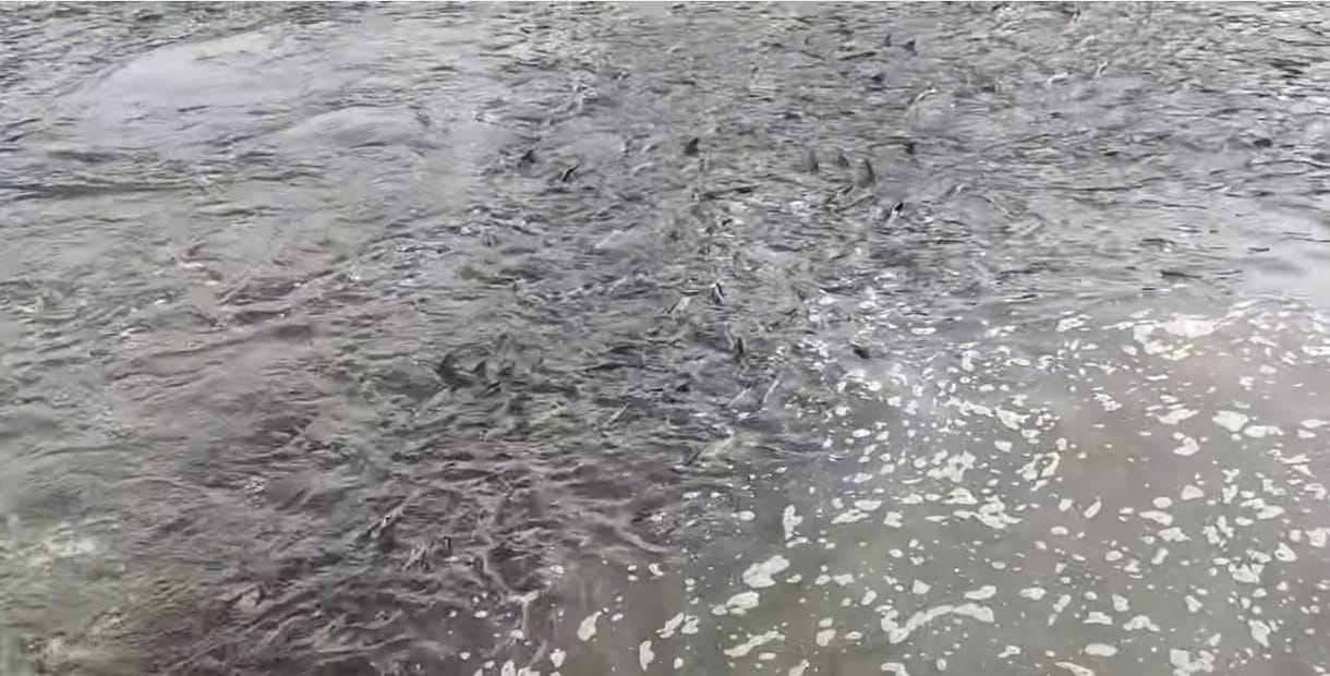 Amíg az ország ünnepelt, sok ezer busa került dugóba Kiskörénél – videó