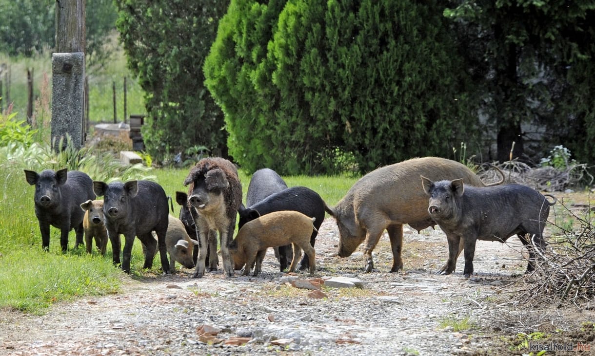 Elszökött disznók garázdálkodnak Sopron határában
