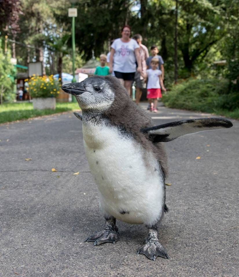 Már bölcsibe jár a debreceni kispingvin, Perjámos