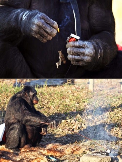 Egy majom, aki megtanult tüzet gyújtani?