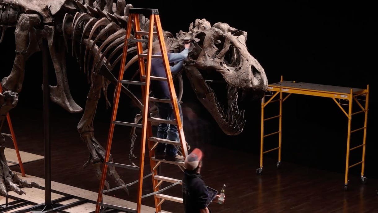 2 milliárd forintért kelhet el a világ egyik legnagyobb és legteljesebb T-rex-csontváza