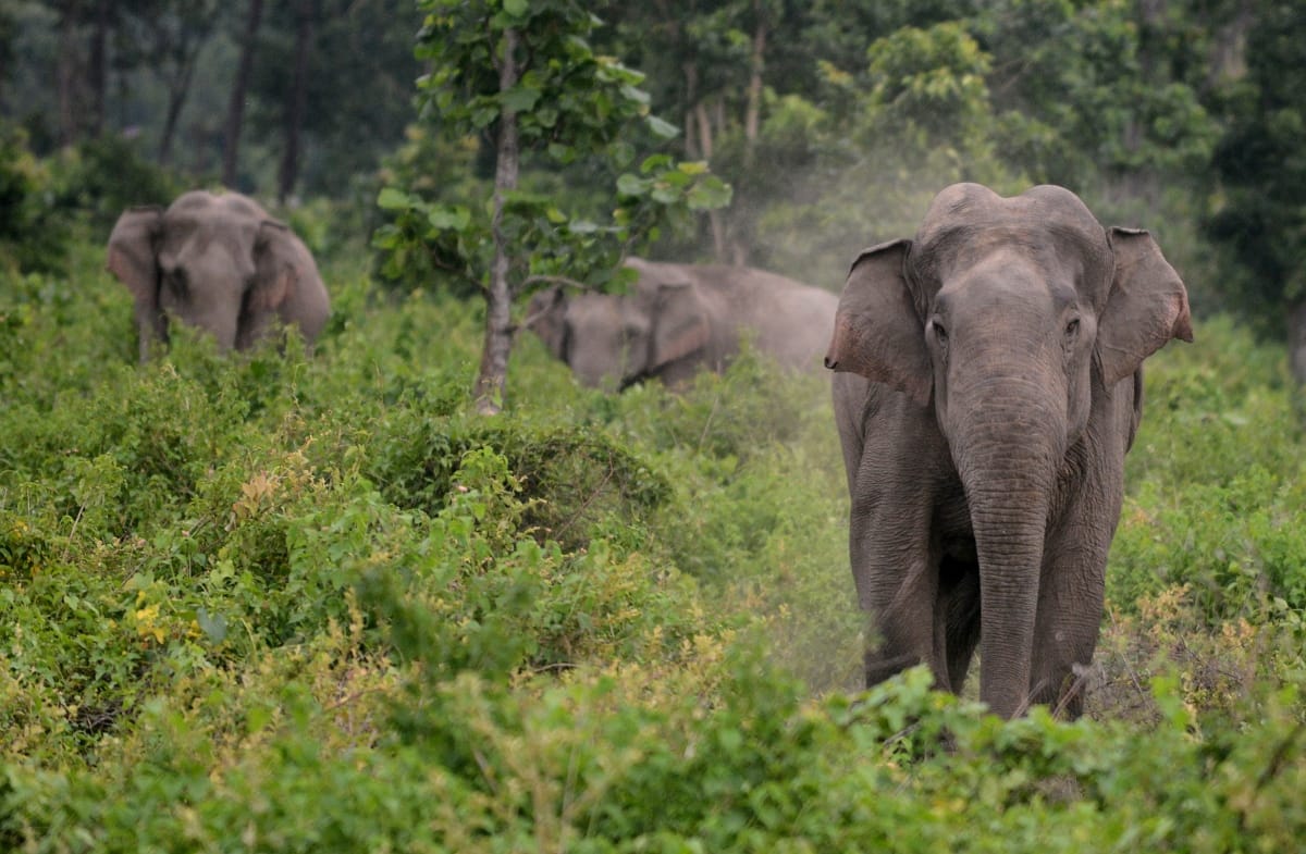 Meghalt Daphne Sheldrick, az elefántok anyja
