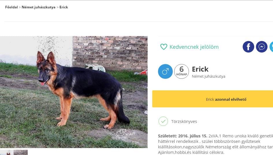 Megérkezett a kutyák Facebookja