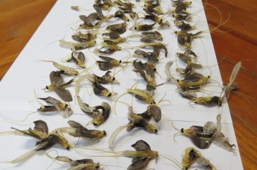 Tiltott csalival pecázott egy férfi a Tiszánál - fotó