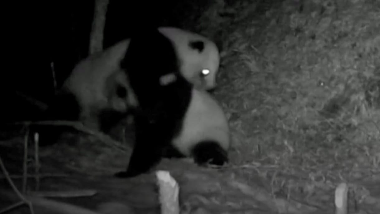 Összeverekedett két panda Szecsuanban, 17 percig gyűrték egymást - videó