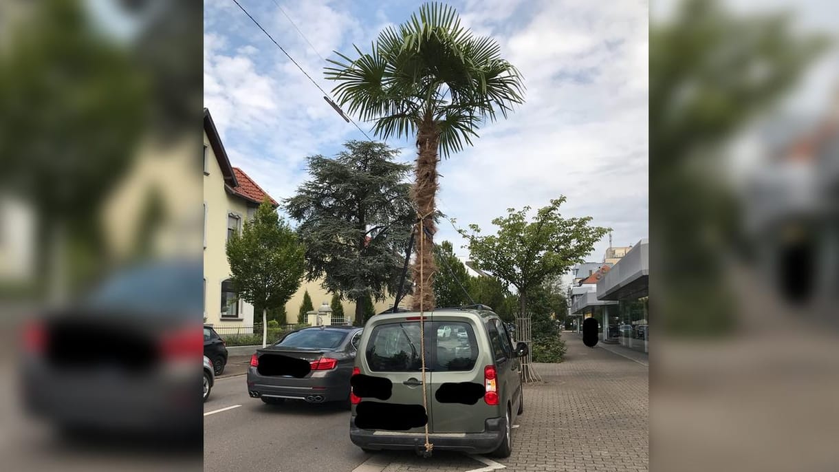 A napfénytetőn lógott ki az autóból egy ötméteres pálma
