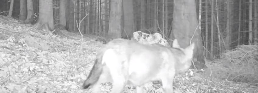 Egyszer csak átsétált egy farkasfalka az aggteleki vadkamera előtt – videó