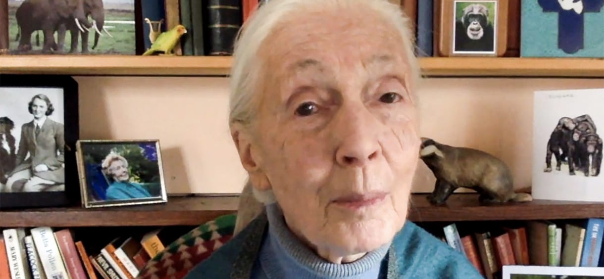 Jane Goodall: Ha a fiatalok fásultak, akkor halálra vagyunk ítélve mint emberi faj