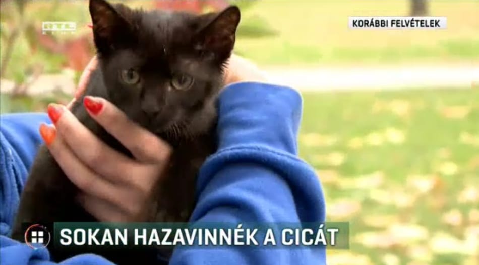 Vádat emeltek a pécsi állatkínzó ellen, aki fagyasztóba tett egy kismacskát