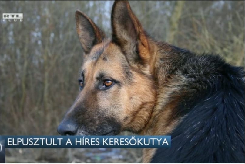 Elment Negró, a híres miskolci keresőkutya