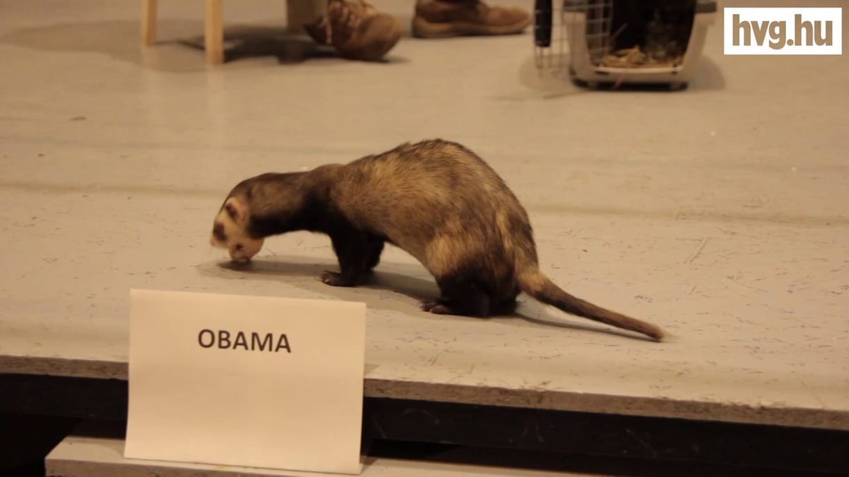 Obama vagy Romney? - döntöttek a budapesti állatok