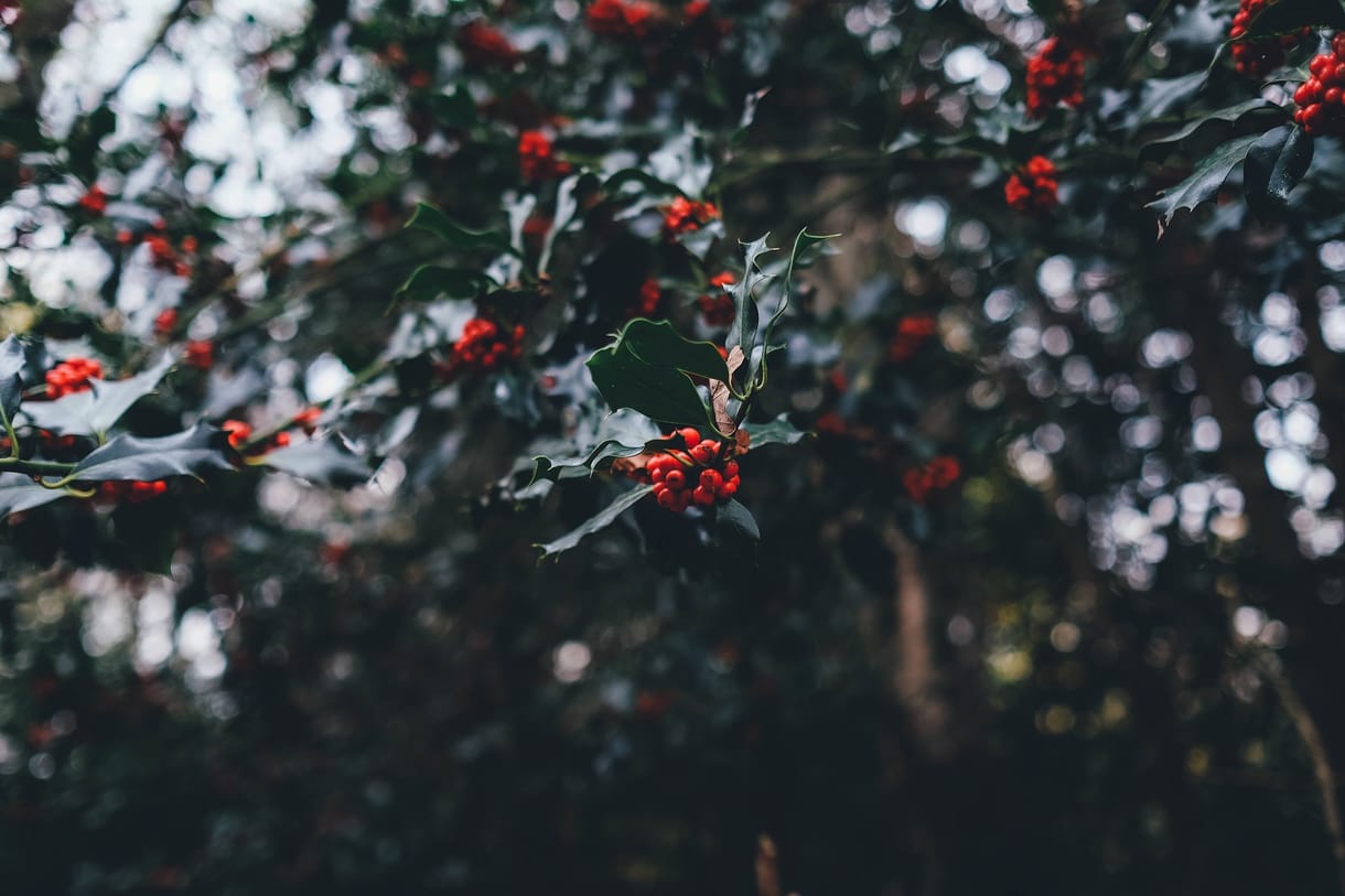 Adventi mesenaptár – december 20.