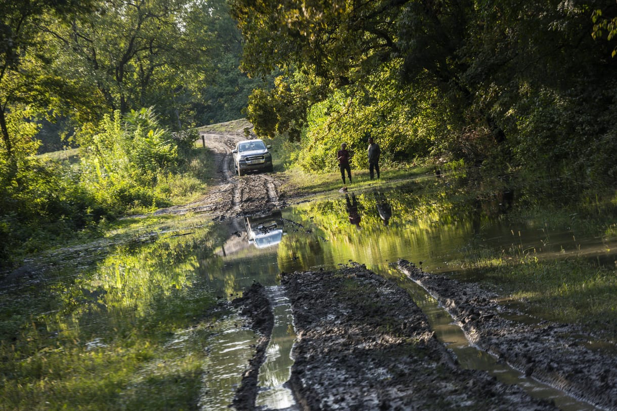 A dunai árhullámban a bőgő szarvasbikák is félreteszik ellentéteiket - riport a gemenci vadak mentéséről