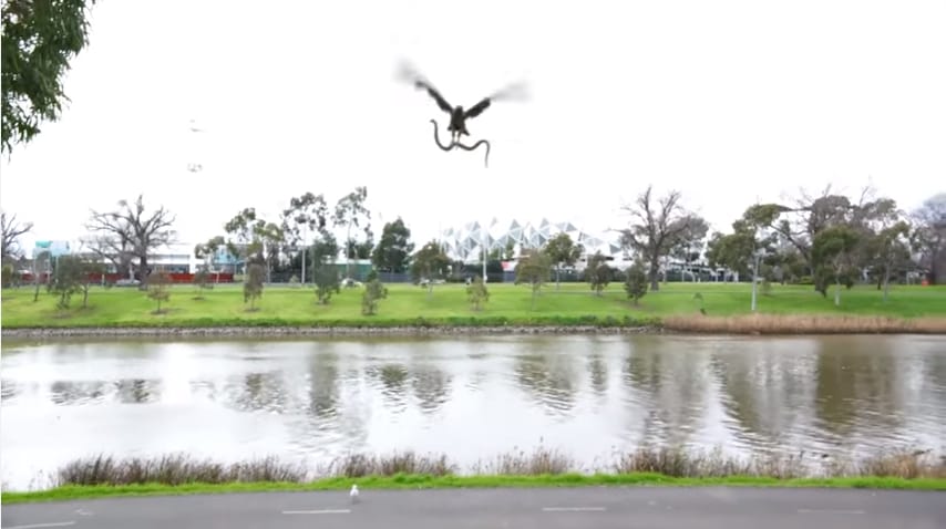 Kígyópara egy melbourne-i pikniken – hamis vagy valódi ez a videó?