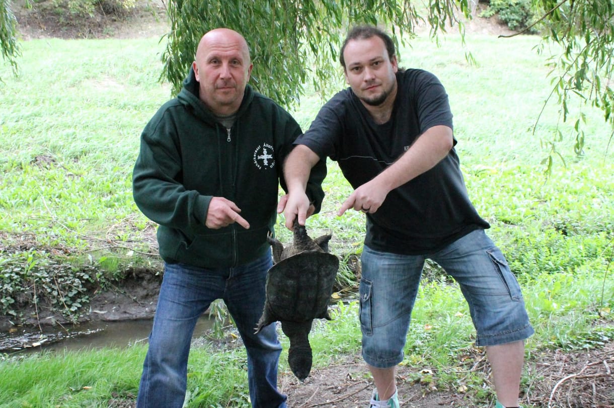 Itt a fotó a veszélyes aligátorteknős elfogásáról