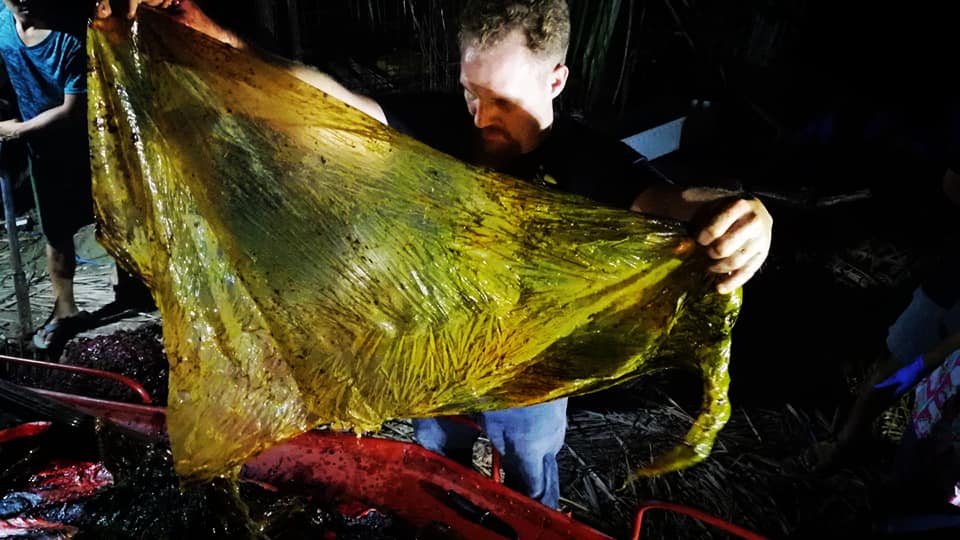 Undorító dolgot találtak egy halott bálna gyomrában