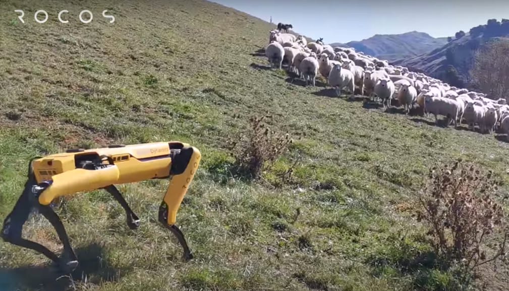 Másodpercek a jövőből: ha kell, birkákat is terel a Boston Dynamics robotkutyája – videó