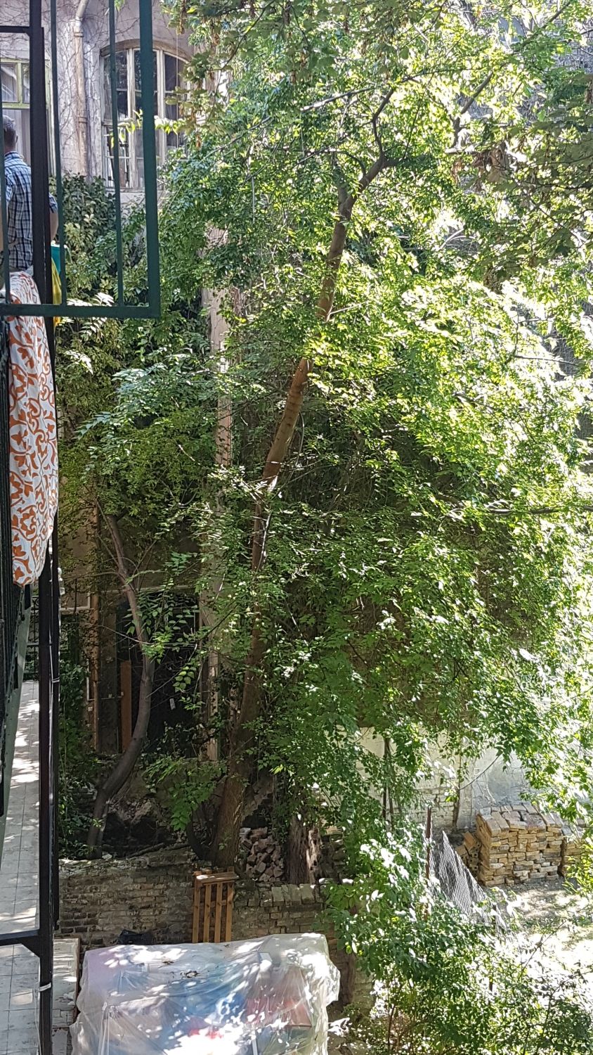 Hiába figyelmeztették a munkásokat, sikerült egy fát rádönteniük egy erzsébetvárosi házra