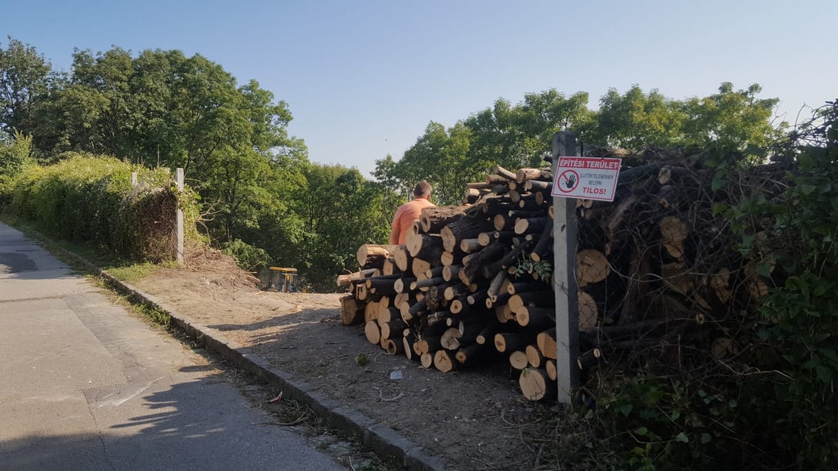 Vágják a fákat a II. kerületben is