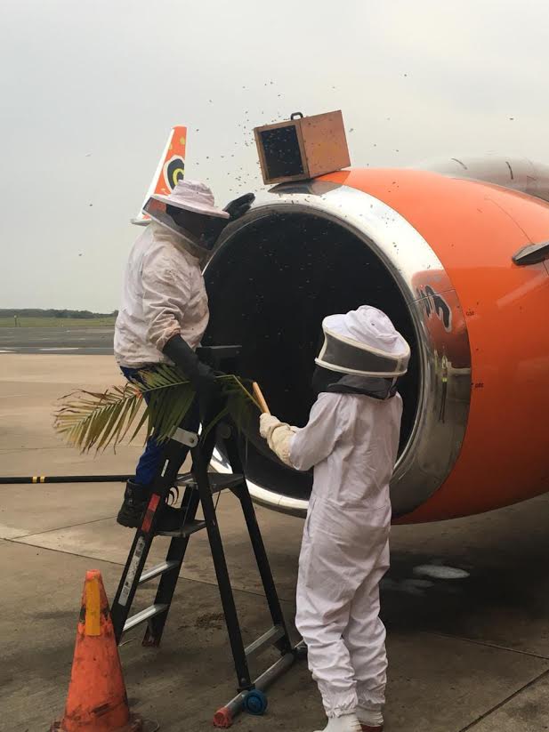 Videó: 20 ezer méh akadályozta meg, hogy felszálljon a Mango Airlines utasszállítója