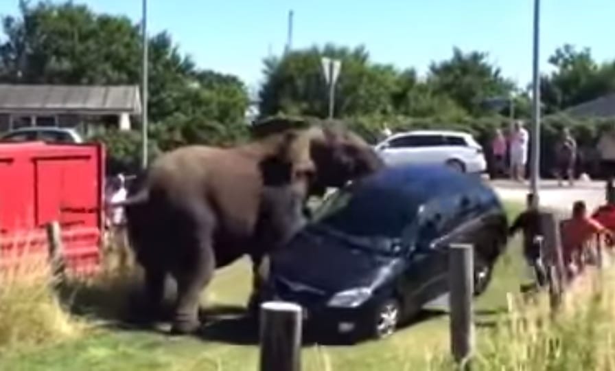 Videó: Így tesz arrébb egy Skodát egy megvadult elefánt
