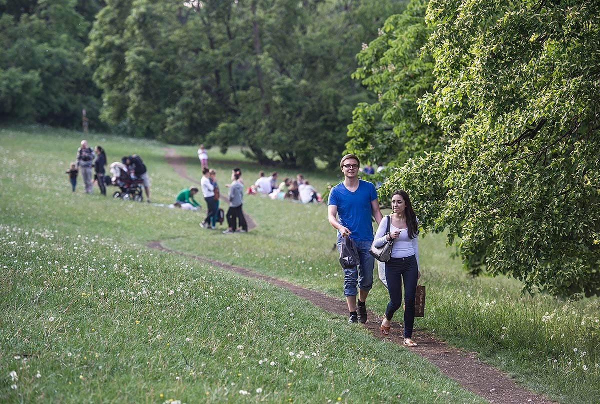 220 fát vágnak ki a Normafán, hogy parkolót csináljanak helyette