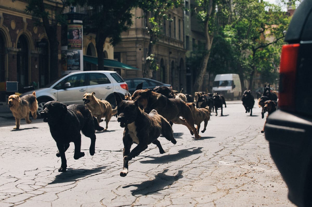 Ritka nehéz lesz az út a magyar filmnek az Oscarig