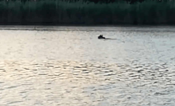 Tényleg egy medvét láttak úszni Szolnoknál?