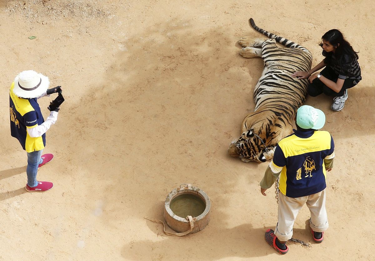 Negyven tigriskölyök tetemére bukkantak a híres thaiföldi Tigris Templom fagyasztójában