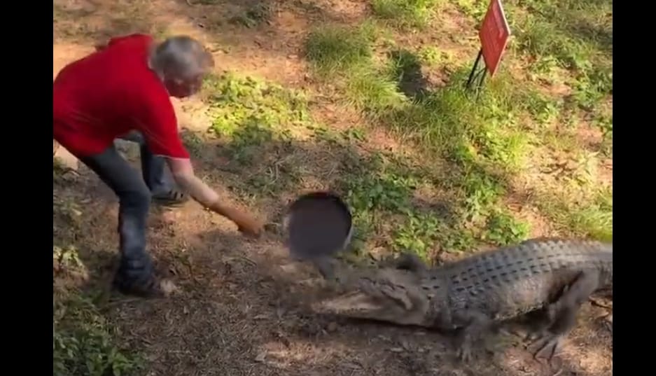 Serpenyővel verte el a krokodilt az ausztrál kocsmáros – videó