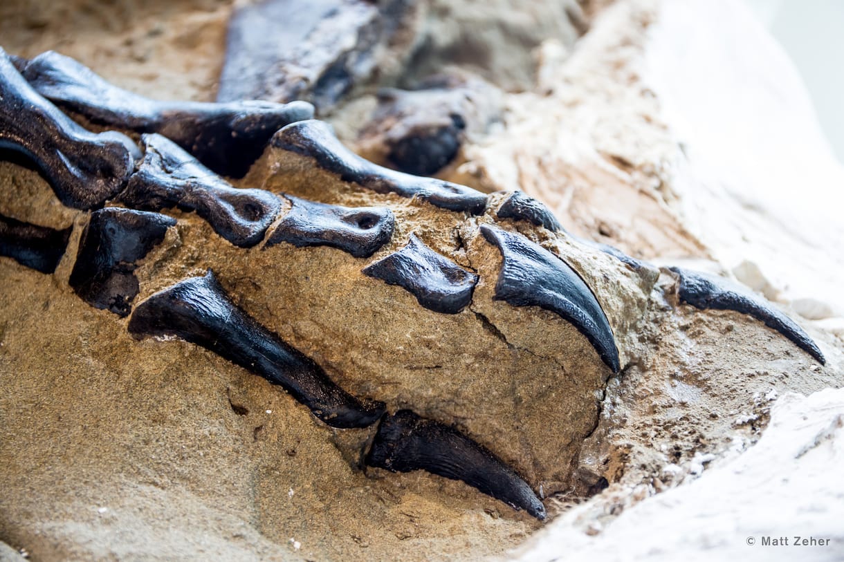 Több mint 240 dinoszaurusz-lábnyomot fedeztek fel Kelet-Kínában