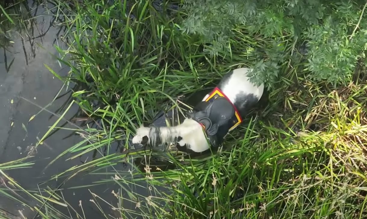 Videón a pillanatok, amikor egy drónnal megtalálnak, aztán ki is mentenek egy két napra eltűnt pónilovat