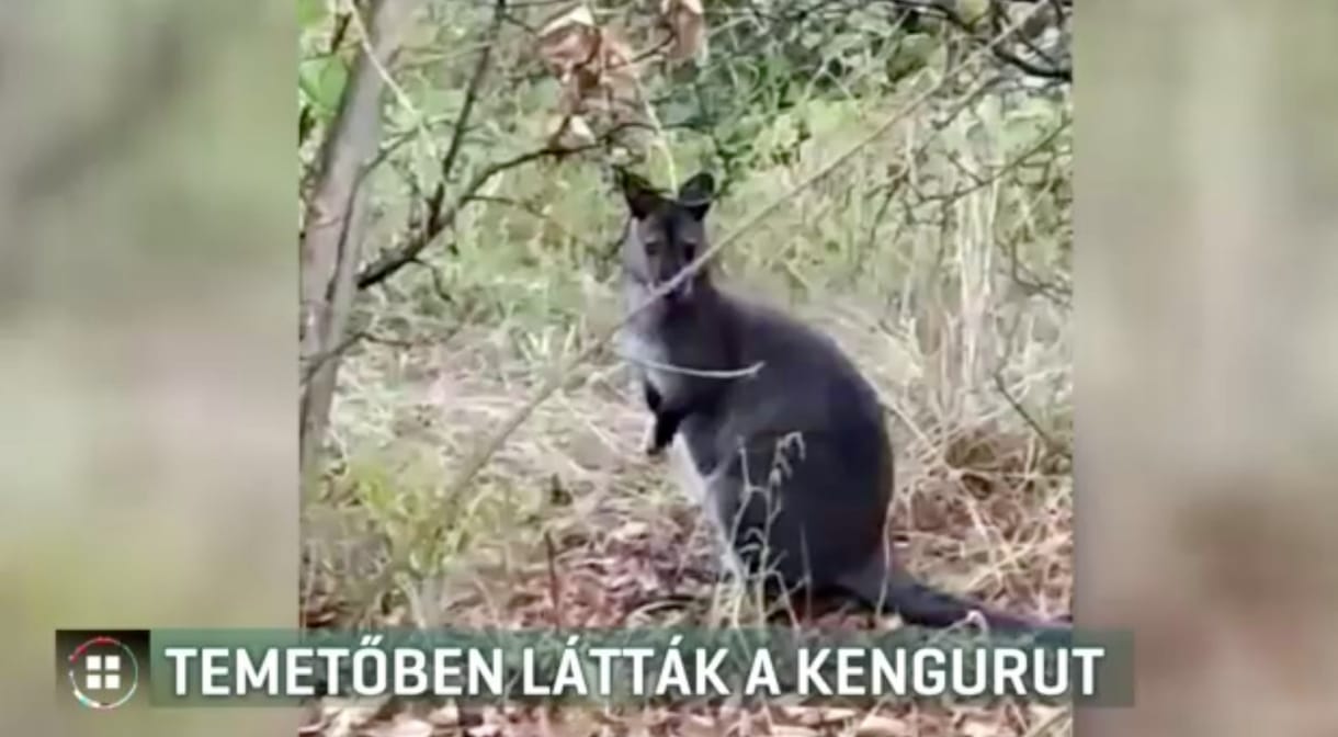 Kenguru ugrált a törökszentmiklósi temetőben