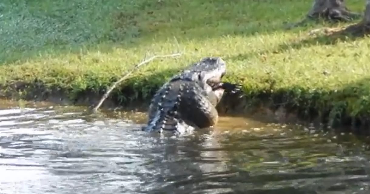Zabálja az internet a kannibál aligátorról készült videót