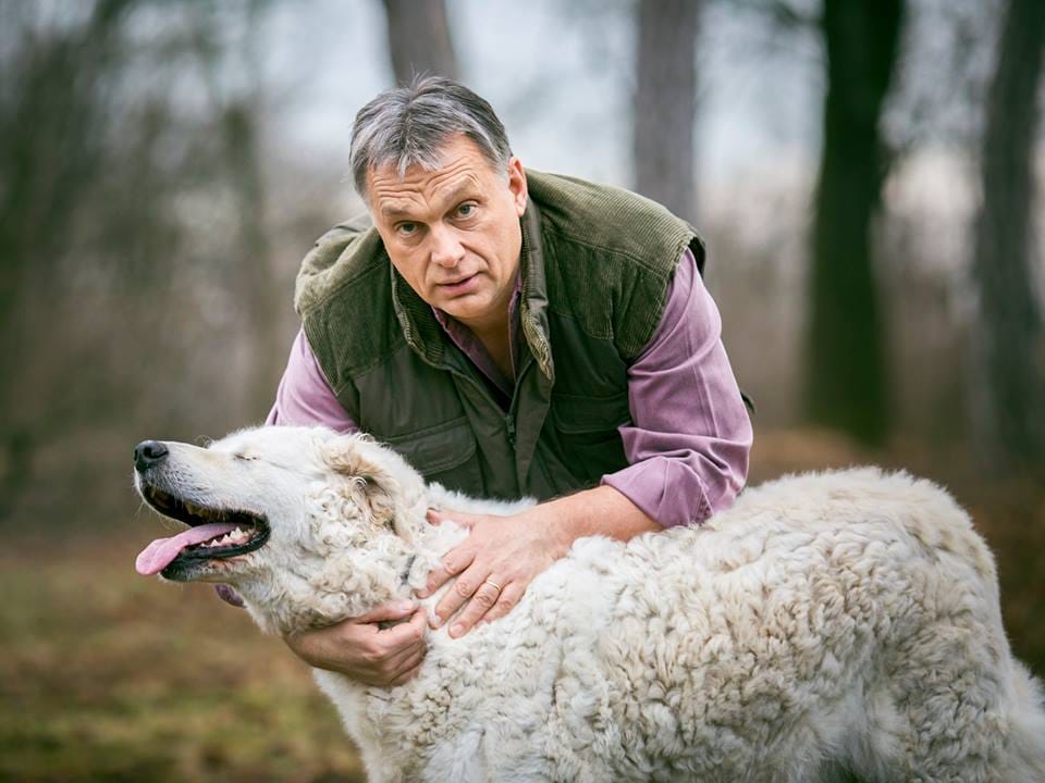 Ezt ne csinálja, ha jót akar kutyájának