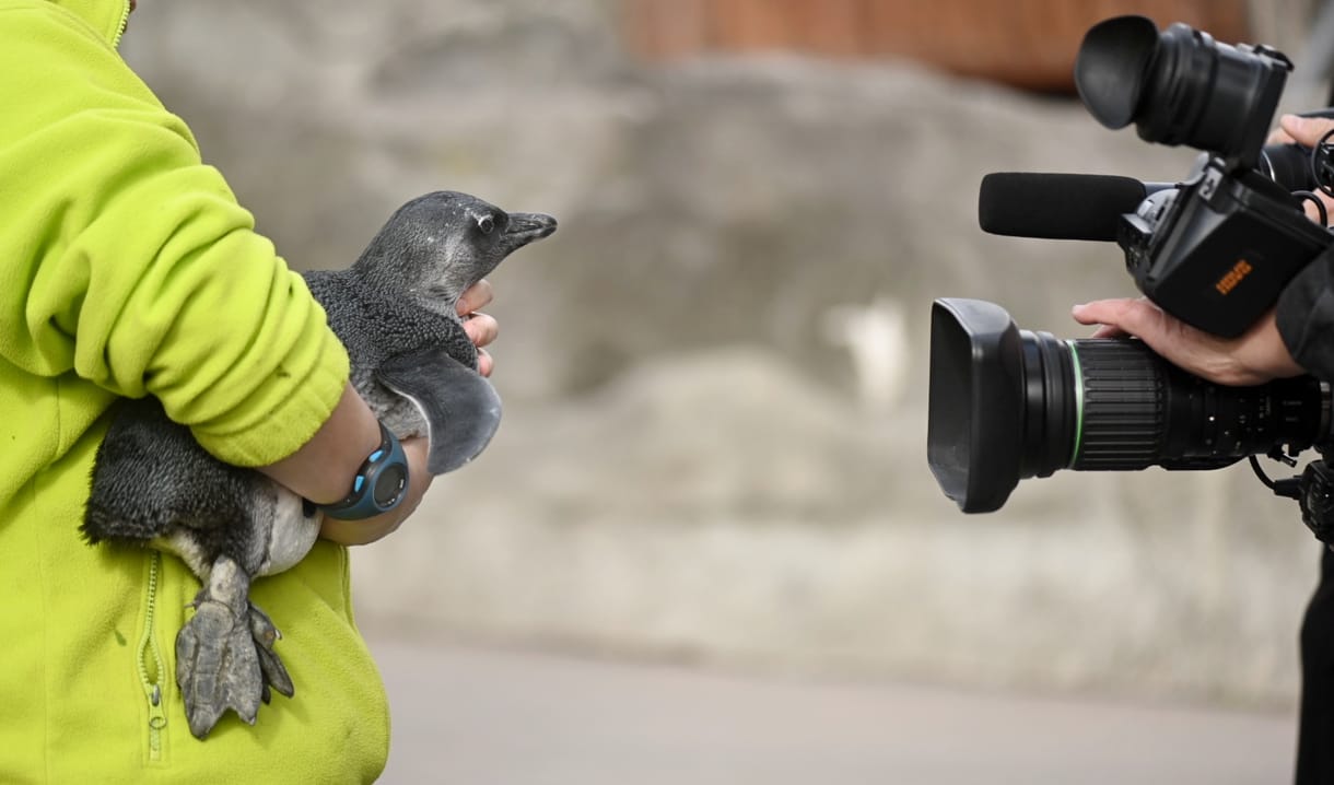 Megérkezett a hvg.hu szerkesztőségébe a Sanyi, a pingvin örökbefogadásáról szóló tanúsítvány