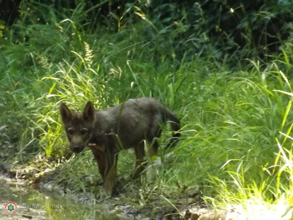 Bármikor belefuthat egy farkasfalkába a Bükkben - videó