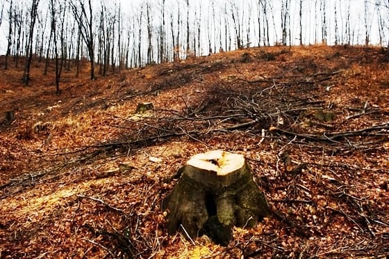 Kiszámították a természet árát