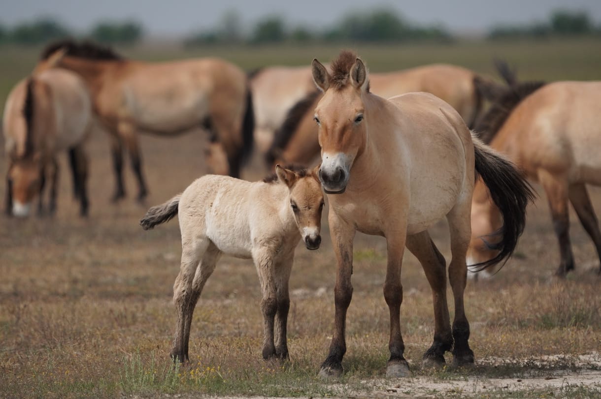 Sosem gondoltuk volna, hogy ilyen állatokat rejt a magyar puszta