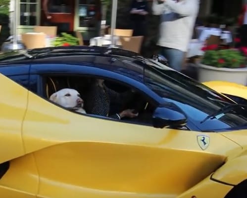 Az hagyján, hogy ez a kutyus LaFerrariban utazgat, de nem is akárkiében