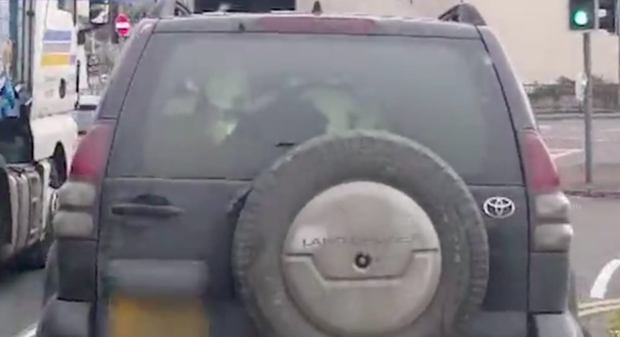 Nem hitt a szemének az autós: 3 tehenet vittek a Toyota hátsó ülésén – videó