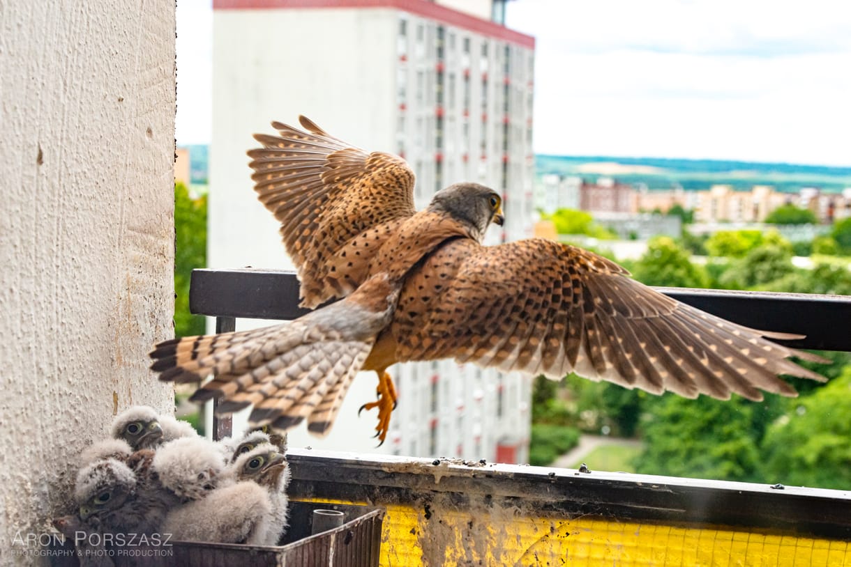 Vércsepár rakott fészket egy pécsi fotós virágládájában - fotók