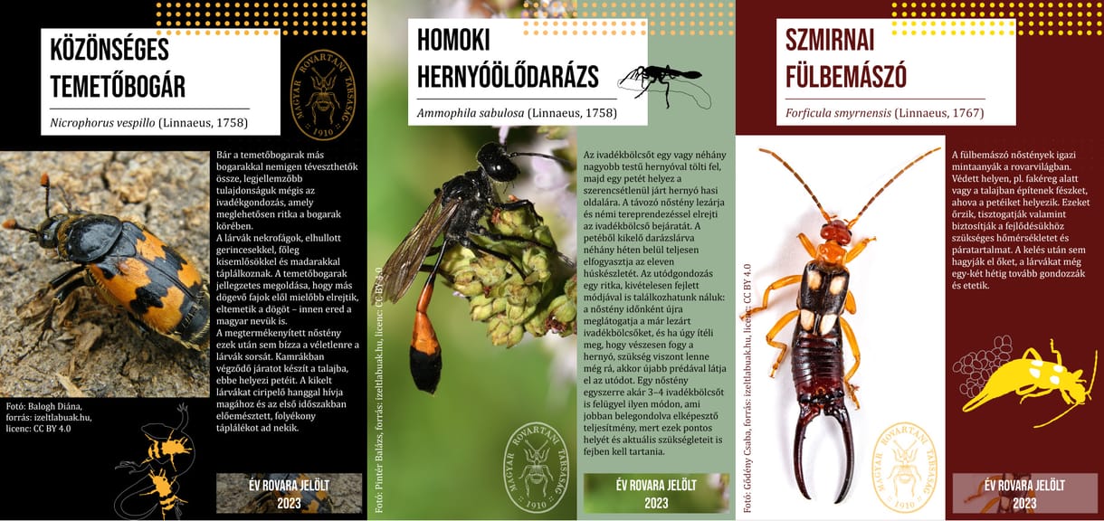 Temetőbogár, hernyóölő, fülbemászó – baljós nevű jelöltek közül kerülhet ki a jövő év rovara