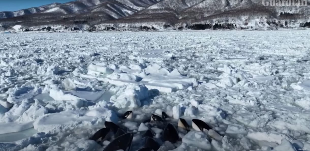 Jégtáblák közé szorult egy csapat orka a japán partoknál - videó