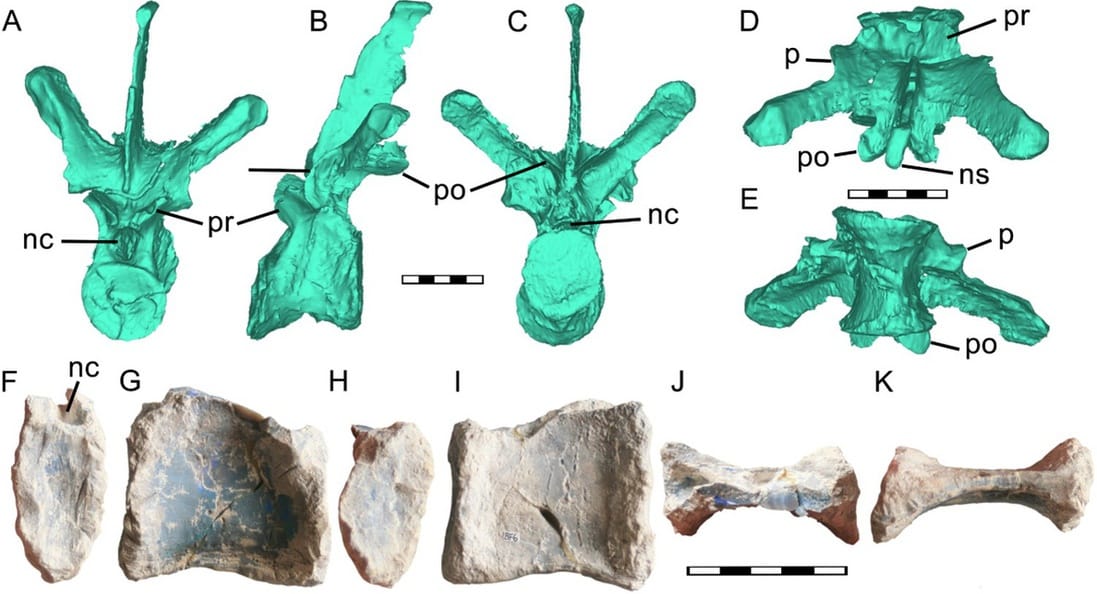 Új dinoszauruszfaj maradványaira bukkantak Ausztráliában