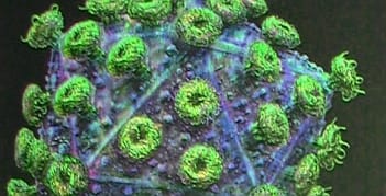 HIV-vírust távolítottak el egerekből