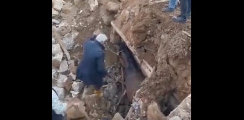 Eggyel több csoda Törökországban: három hét után élve mentettek ki egy lovat a romok közül