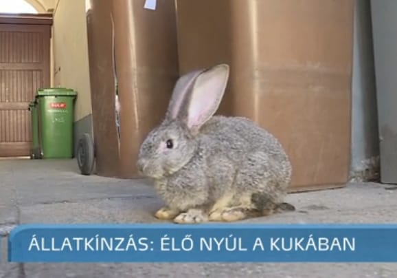 Élő nyuszit dobtak a Szeged Televízió kukájába