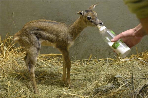 Elképesztően bájos a budapesti antilopborjú – fotók